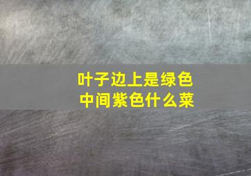 叶子边上是绿色 中间紫色什么菜